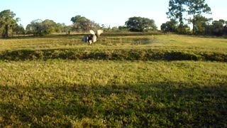 Sandhill Cranes Feeding