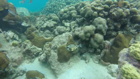 The Beauty of Coral Reefs on Nisa Pudu Island, NTB