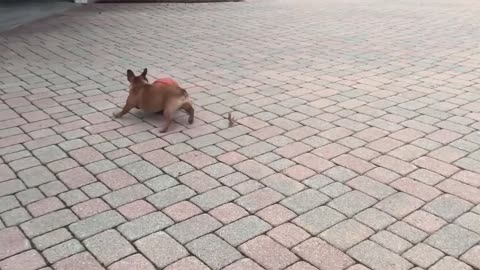 Playful English Bulldogs