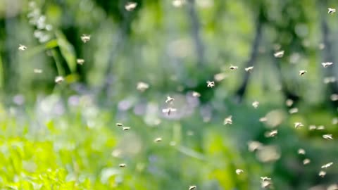 Closeup shot of honey bees flying outdoors; blooming field in the background