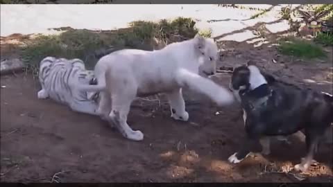 Lion tiger vs pitbull dog