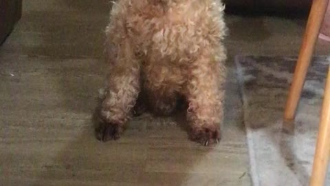 Oscar the Welsh Terrier Looking Unpresidential While Begging