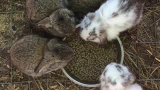 Mini Lop Baby Bunnies Eating Breakfast