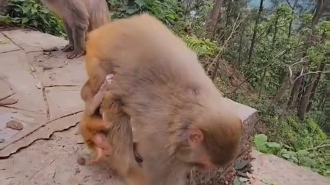 Newborn monkey babies are full of curiosity about the world