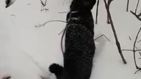 cat and winter