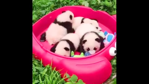 Clumsy Baby Panda Cubs - CUTEST Compilation