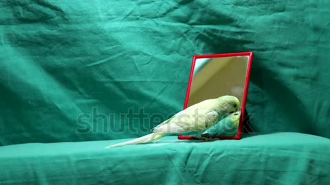 Budgie parrot singing to Mirror. Budgie parrot on green background.