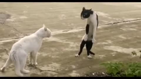 The Ultimate Viral Cat Video