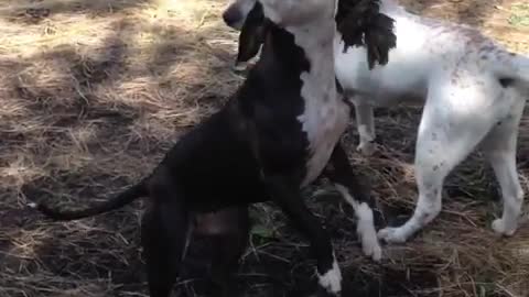 Beautiful dog loves playing with her rope toy