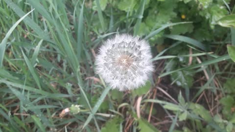 Yes. It's a dandelion!