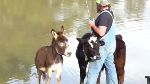 Fisherman Joined by Animal Friends