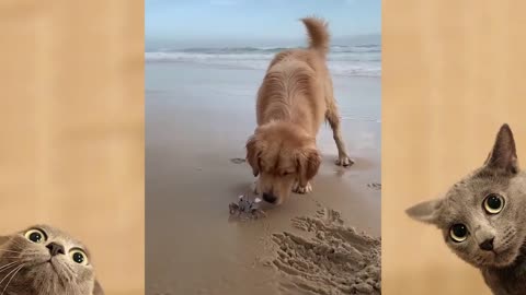 Dog vs Crab epic fight at the beach