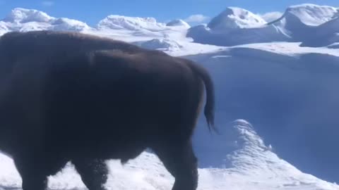 Pecan growls at the Buffalo in Yellowstone