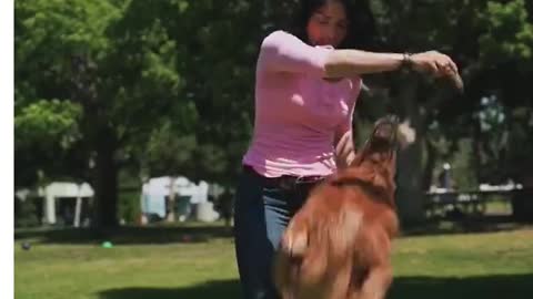 Dog training and master course c