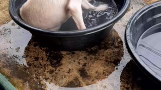 Doggy Decides to Take a Bath in Laundry Tub