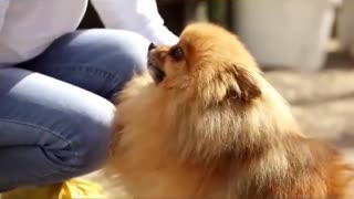 Pomeranians