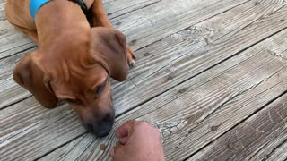 Rhodesian Ridgeback Puppy - Resisting Food Temptation