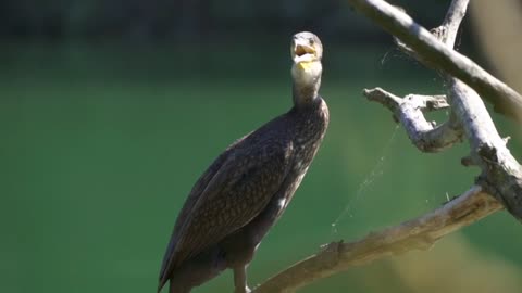 The famous cormorant bird looks into the forest