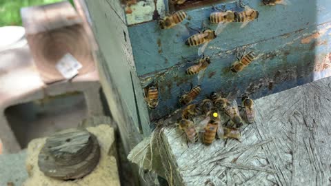 S5E8-MAY 14, 2022 CHECKING FOR MATED QUEENS