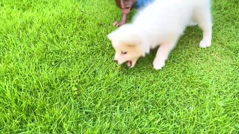 Monkey Baby Bon Bon drives a lego car to harvest fruit and camp with the puppy in the garden