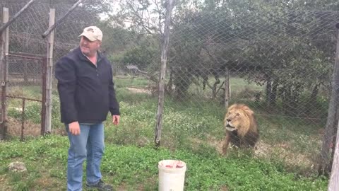 Feeding an angry, injured lion in Africa