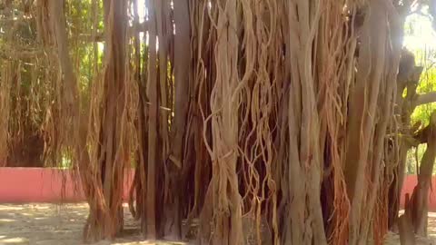 100 years old banyan tree 🌲