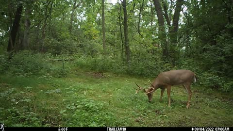 Buck 9pt early Sept '22