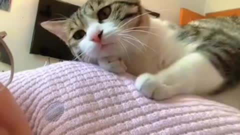 Hungry Cat Asking Mom To Give Some Food