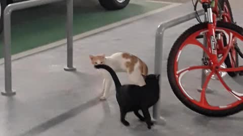 Cats are planning a bicycle ride in a very cute way. Very cute video.