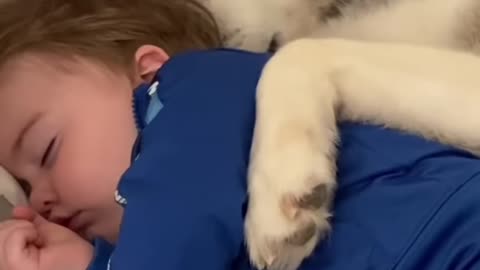 Husky Sharing Cute moments with Toddler