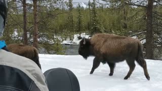 Bison in Yellowstone