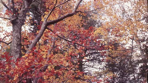 Autumn in Shenandoah National Park