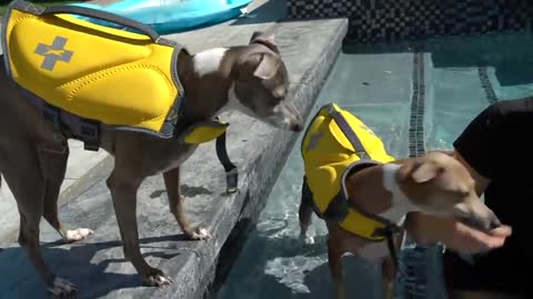 Teaching any dog how to swim