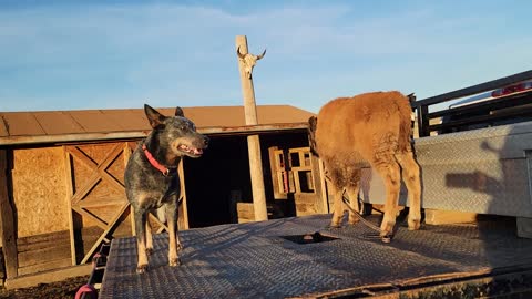 Buffalo on a flat bed truck