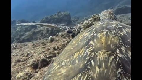 beautiful sea turtles