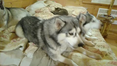 OMG!! Husky eating an orange