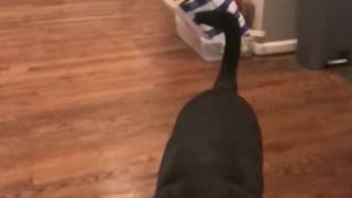 Mad Skills Labrador