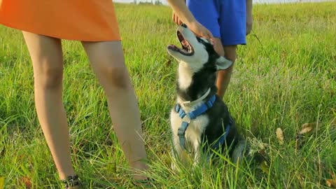 How Can You Tell If Your Dogs Happy Or Sad? Top 10 Signs Your Dog Is Happy With You!