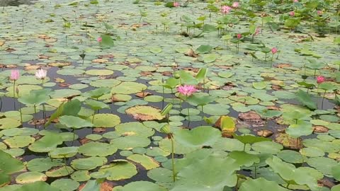 Blossoming flowers stand on the stems one by one, emerging from the lake