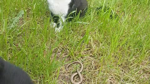 2 Katzen entdecken einen langsamen Wurm