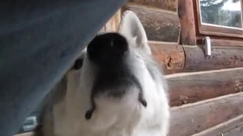 Dog Smells a Fart