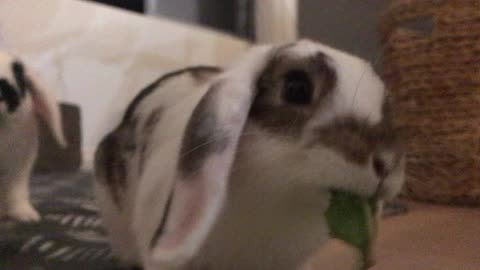 Asmr cute mini lops