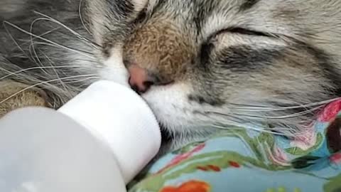 Baby cat sleeping with a feeding bottle