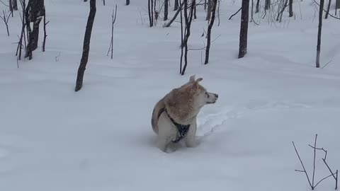 Dog plays in the snow