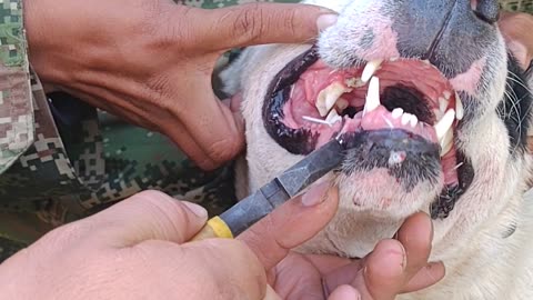 Quills Pulled From Dog's Face