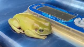 Green Frogs swimming in the plunge pool