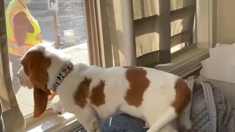 Dog Waits at Window For Kids