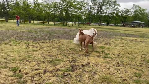 German Sheppard Attacks Pitbull