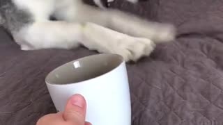 Husky Has Vocal Reaction to Cup of Tea