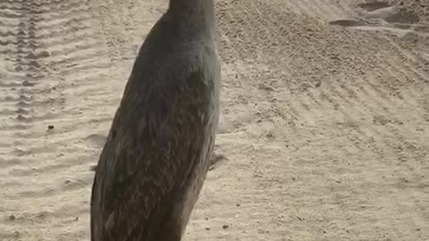 strange bird shag walking on the beach 1